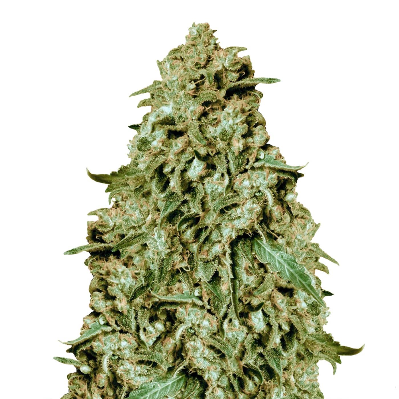 Somango (Dutch Genetics)