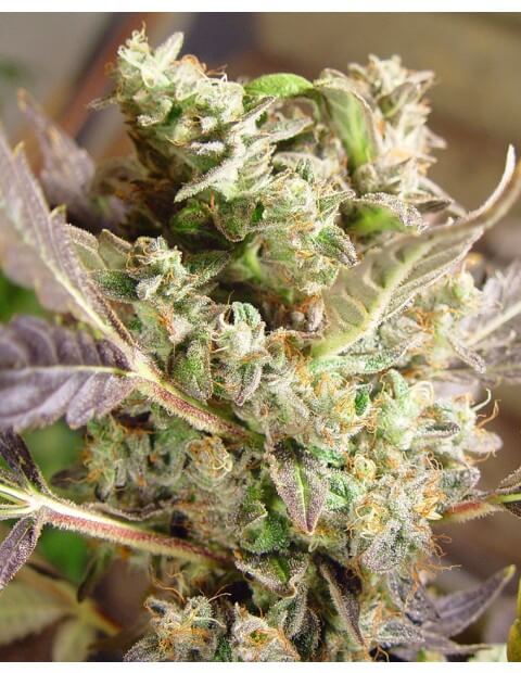 Somango (Soma Sacred Seeds NL)