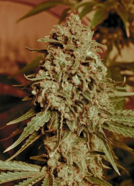 Somango Widow