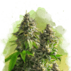 Somango XXL Auto (Nirvana Seeds)