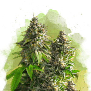 Somango XXL Auto (Nirvana Seeds)