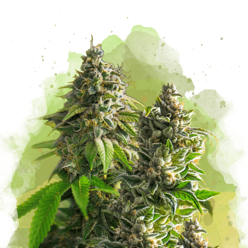 Somango XXL Auto (Nirvana Seeds)