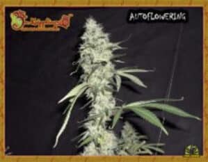 Sonic Bloom Auto