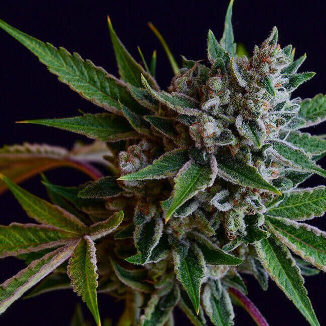 Sour Affie Reg.