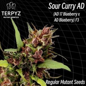 Sour Curry AD Reg.