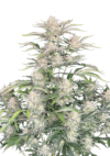 Sour Diesel Auto