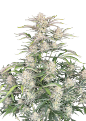 Sour Diesel Auto