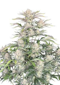 Sour Diesel Auto
