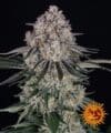 Sour Diesel Auto (Barneys Farm)