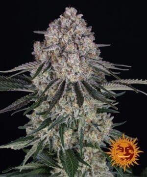 Sour Diesel Auto (Barneys Farm)