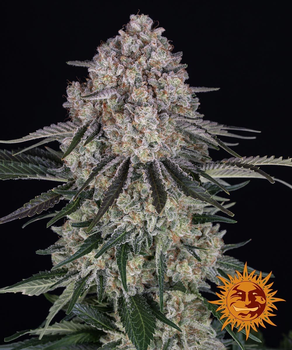 Sour Diesel Auto (Barneys Farm)