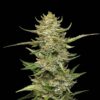 Sour Diesel Auto (Seedsman)