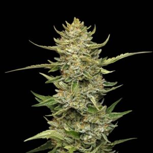 Sour Diesel Auto (Seedsman)