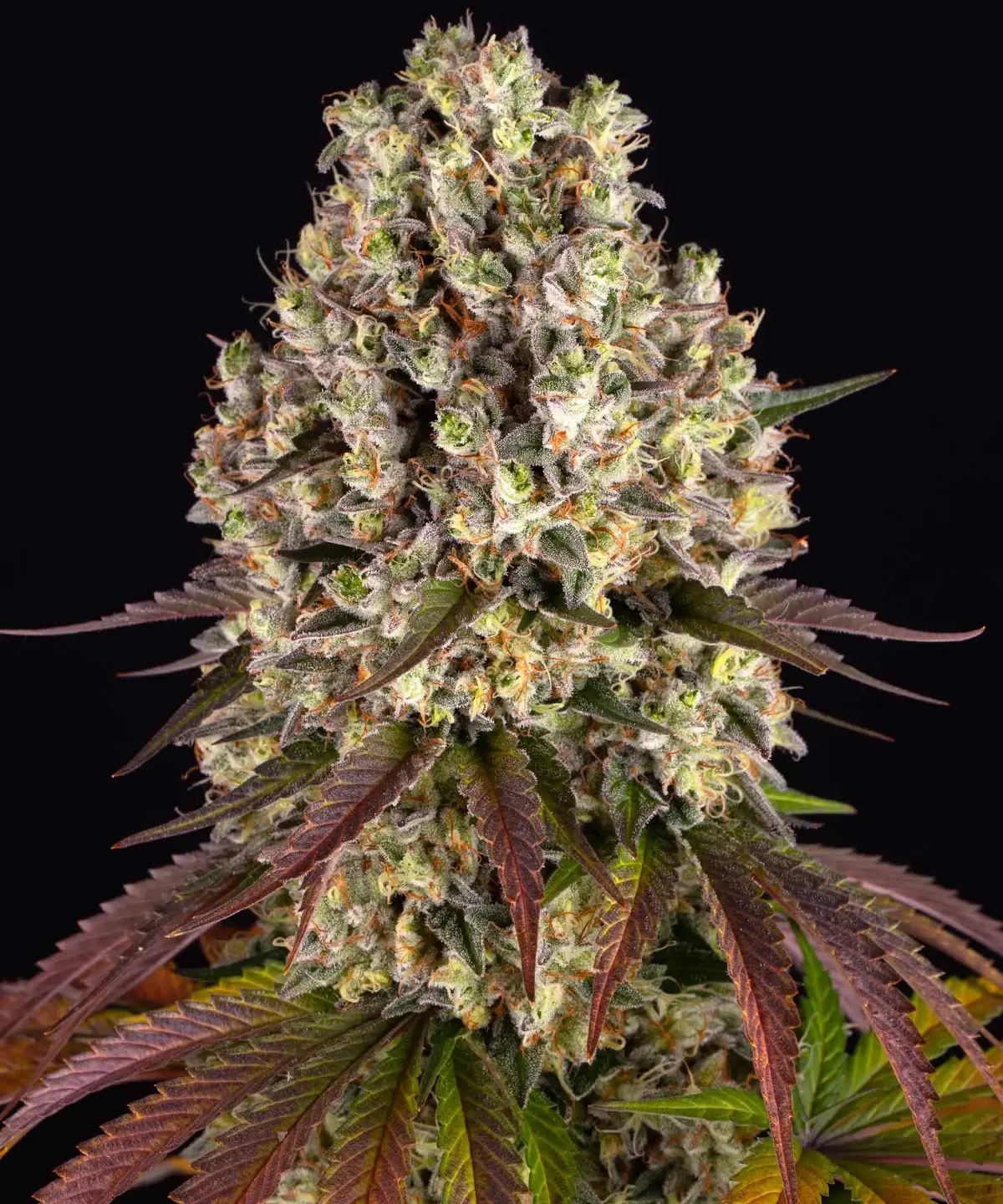 Sour Diesel (Barney's Farm)
