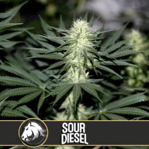 Sour Diesel (BlimBurn Seeds)