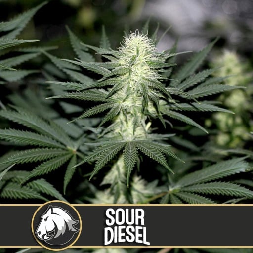 Sour Diesel (BlimBurn Seeds)