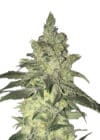 Sour Diesel Fast (Dutch Genetics)