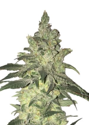 Sour Diesel Fast (Dutch Genetics)