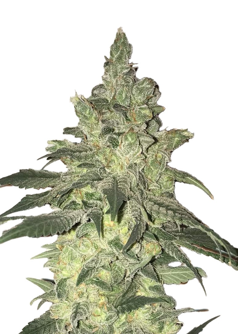Sour Diesel Fast (Dutch Genetics)