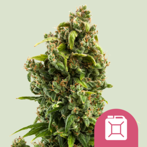 Sour Diesel (Royal Queen Seeds)
