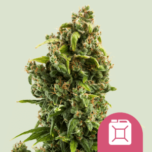 Sour Diesel (Royal Queen Seeds)