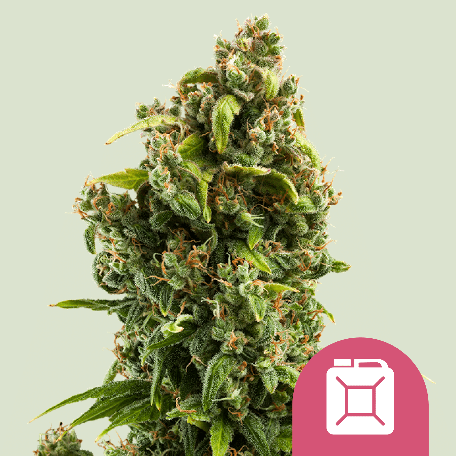 Sour Diesel (Royal Queen Seeds)