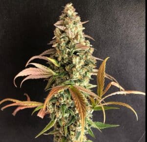 Sour Fusion