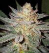 Sour Grape Reg.