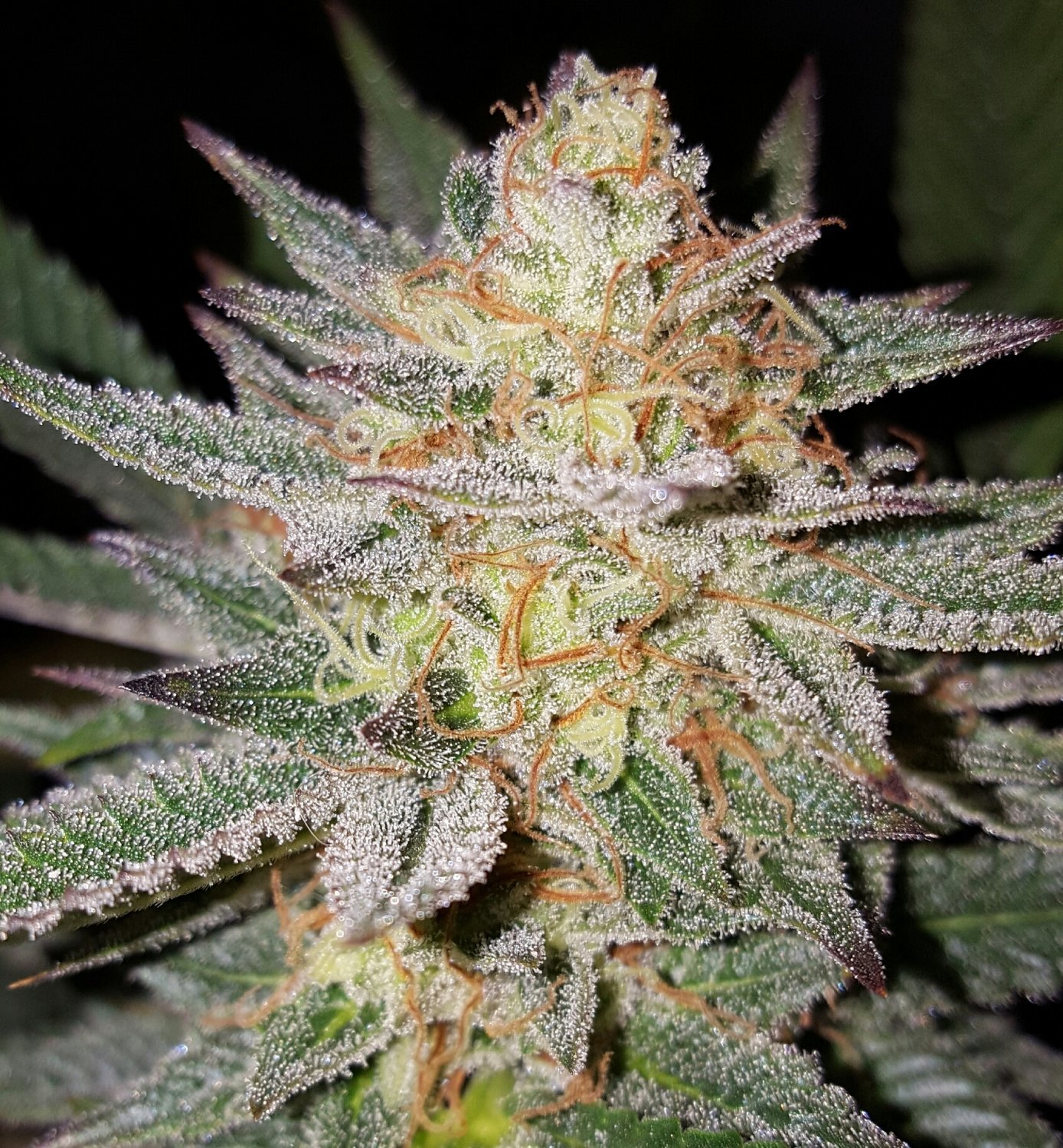 Sour Grape Reg.