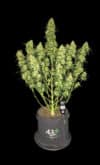 Sour Jealousy Auto
