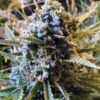 Sour Krout AUTO