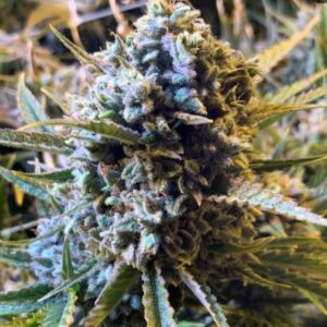 Sour Krout AUTO