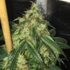 Sour Marmalade Reg.