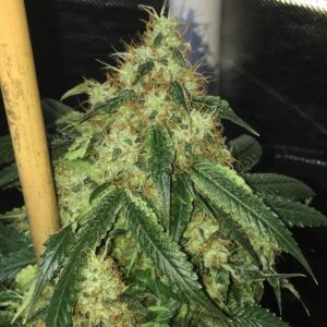 Sour Marmalade Reg.