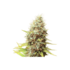Sour Tangie Dawg Reg.