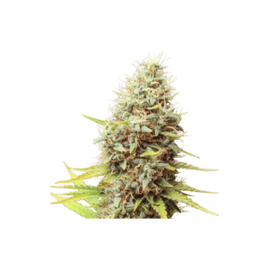 Sour Tangie Dawg Reg.