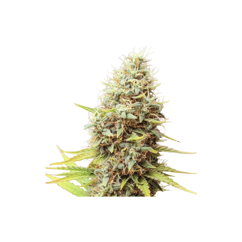 Sour Tangie Dawg Reg.