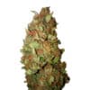 Sour Tsunami (0.4/22)