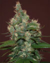 Sour Turbo Diesel