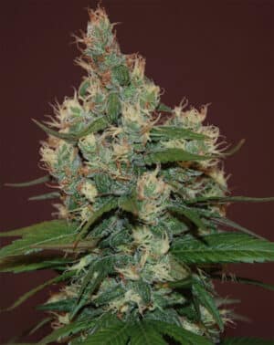 Sour Turbo Diesel