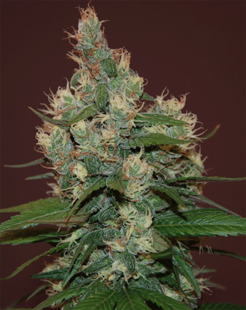 Sour Turbo Diesel