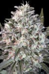 Space Cookies (Paradise Seeds)