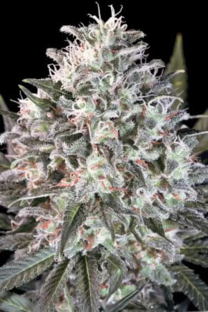 Space Cookies (Paradise Seeds)
