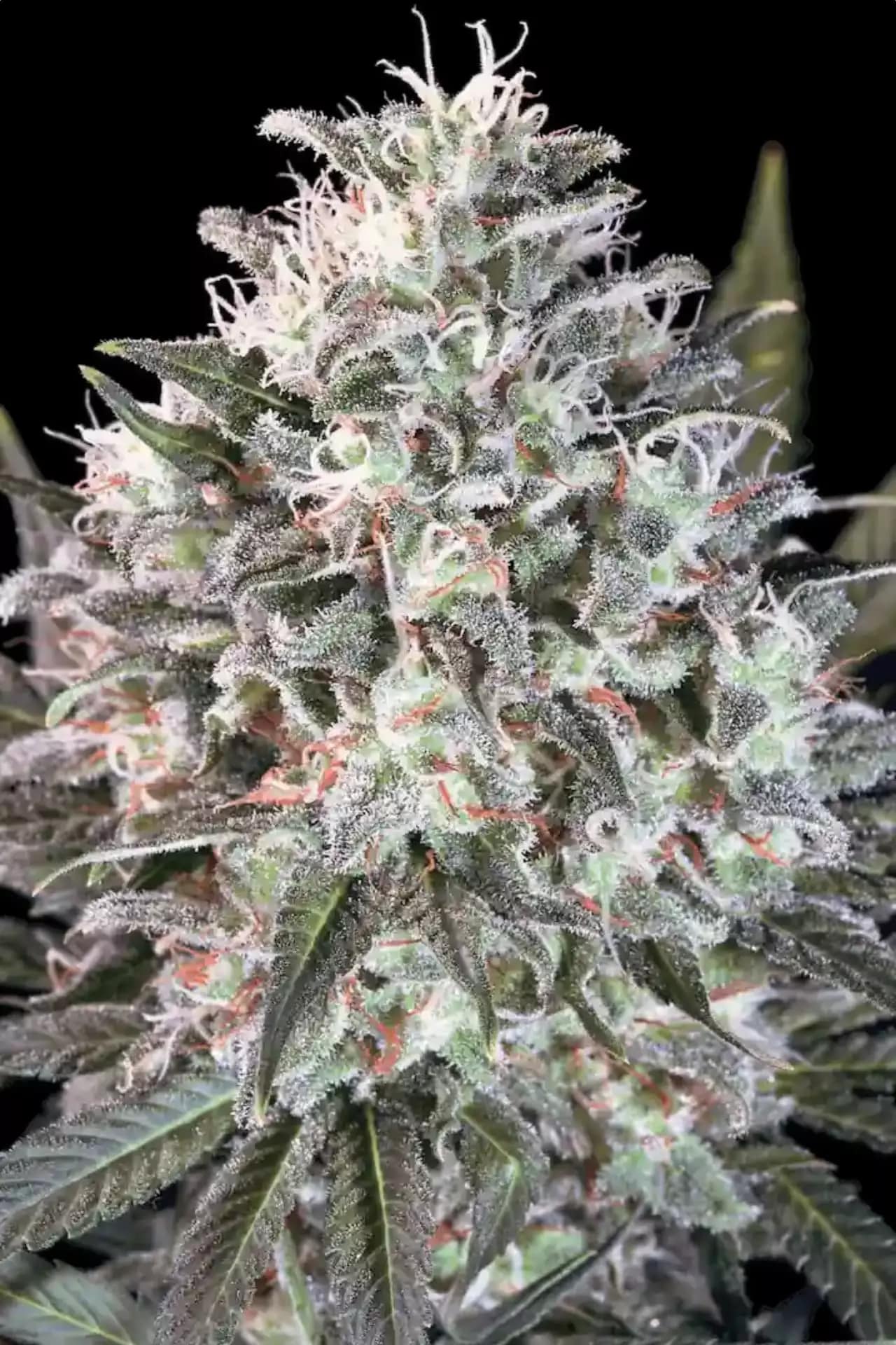 Space Cookies (Paradise Seeds)
