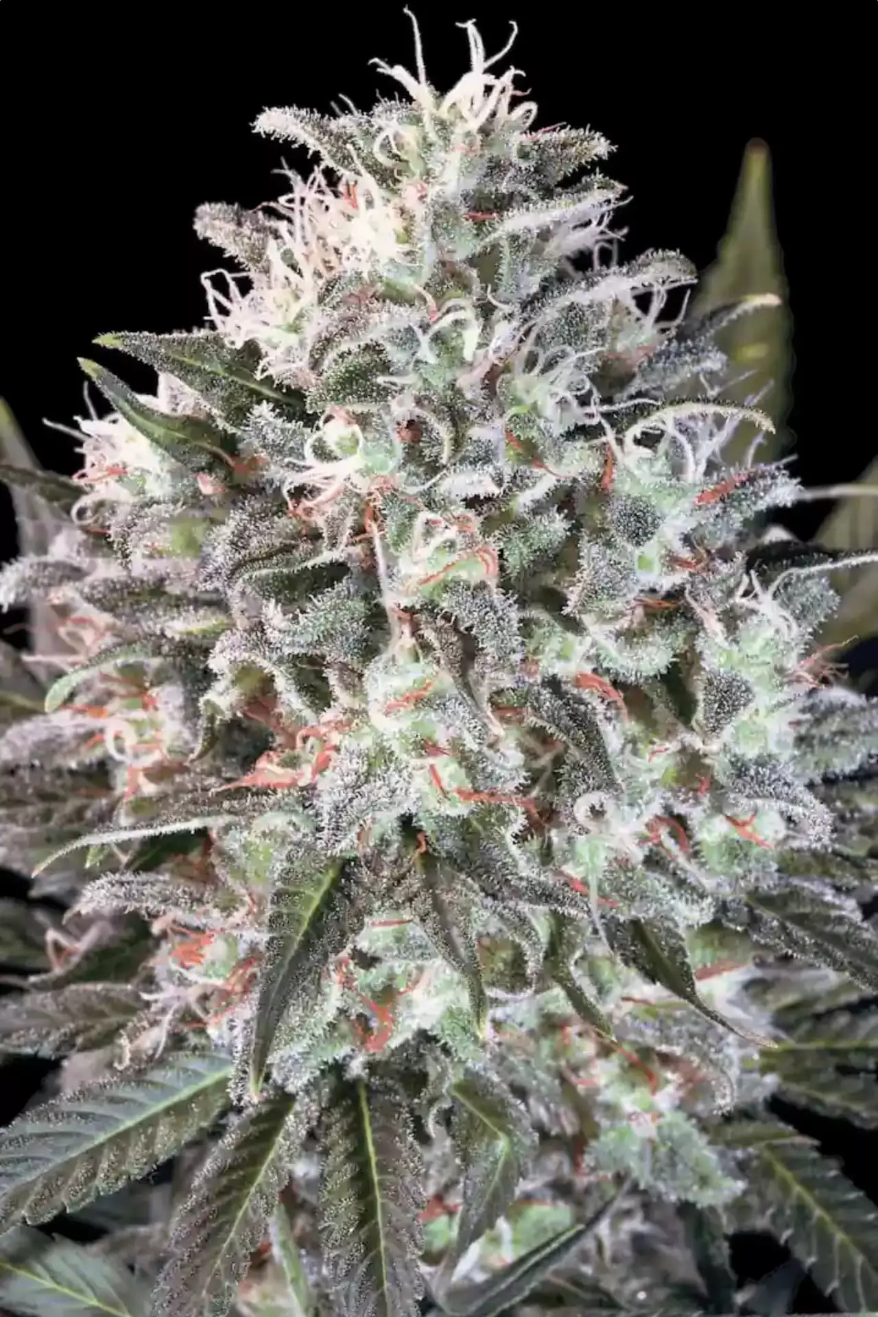Space Cookies (Paradise Seeds)