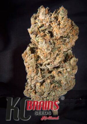 Space Mango Auto