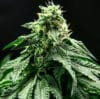 Special Rum Auto