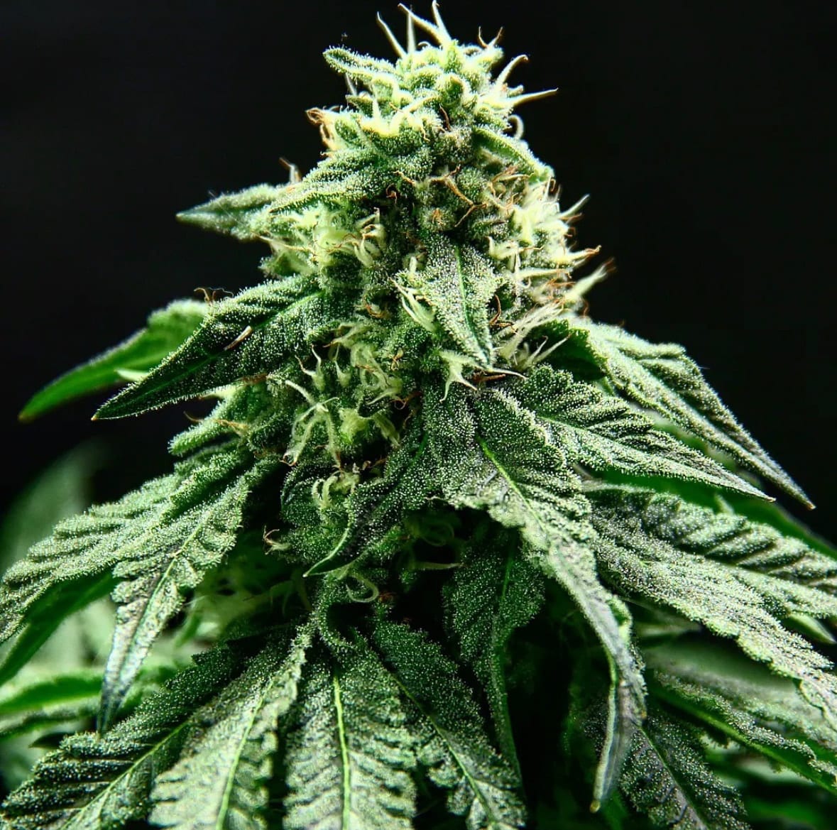Special Rum Auto