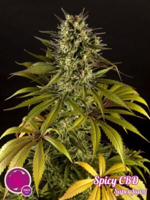 Spicy CBD