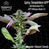 Spicy Temptation GPP Reg.
